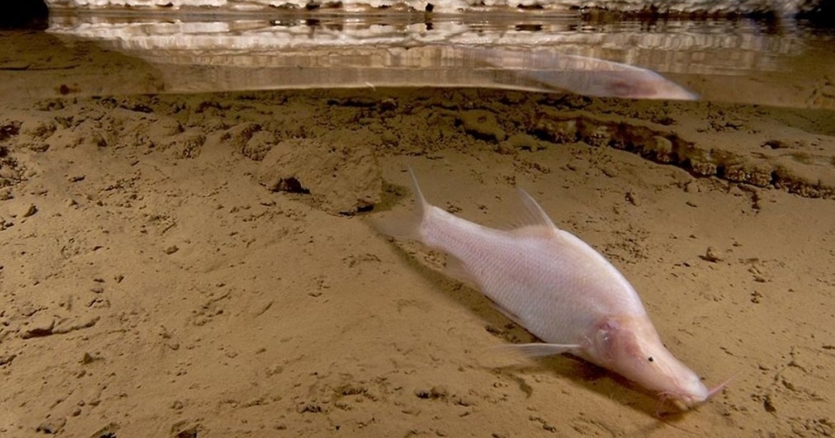 Sinocyclocheilus microphthalmus Li, 1989